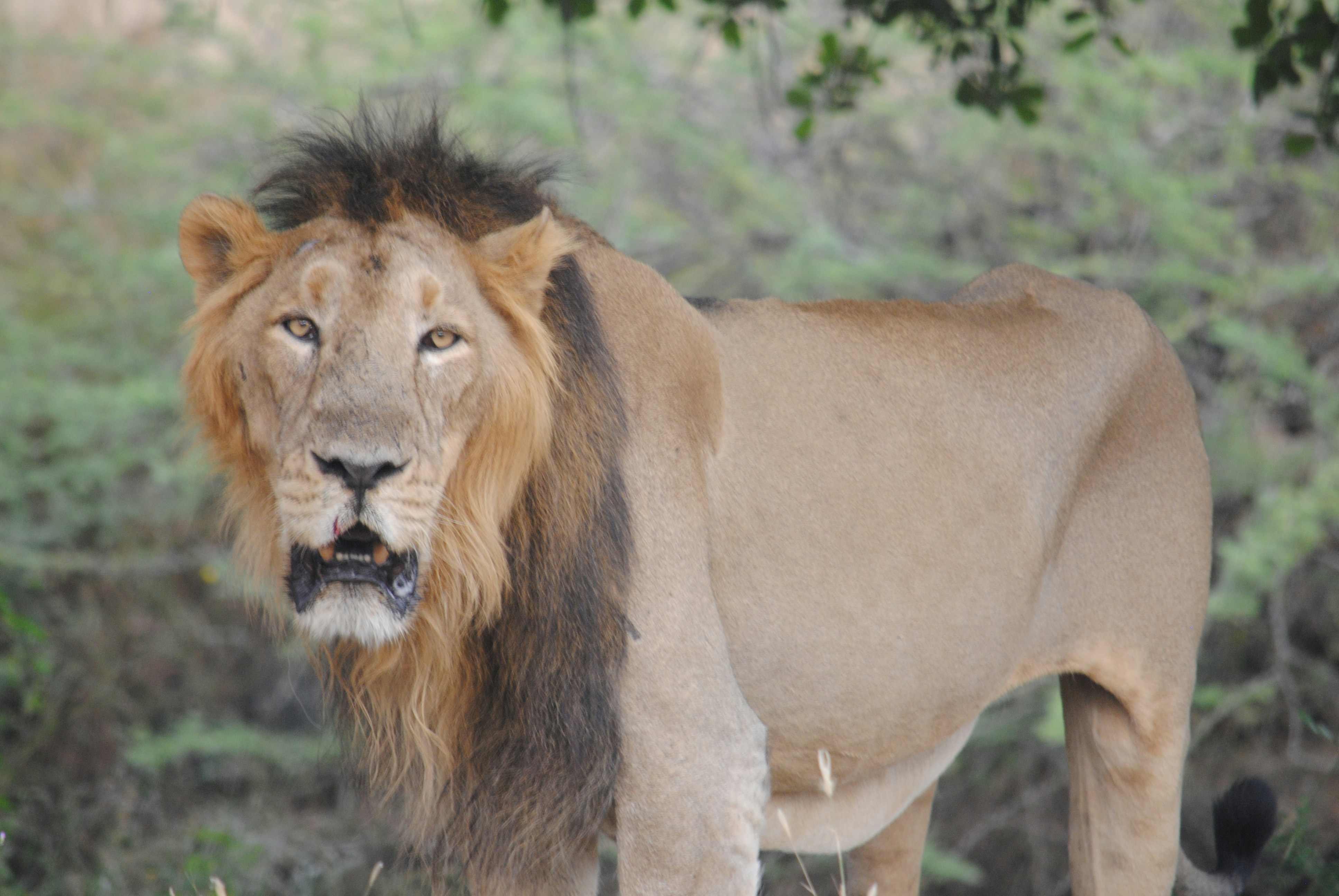 Sasan Gir